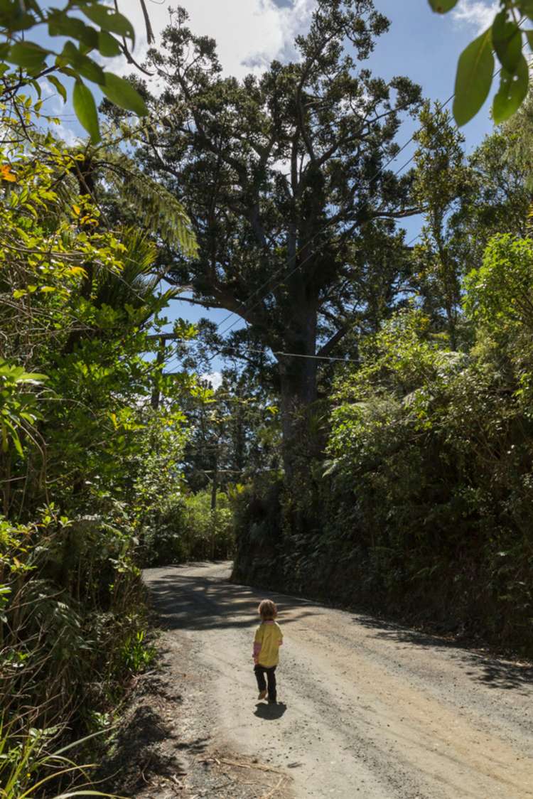 144 Opanuku Road Henderson Valley_2