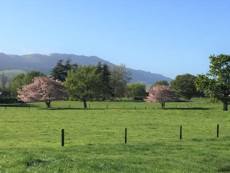 72 Harding Road Turangaomoana_6