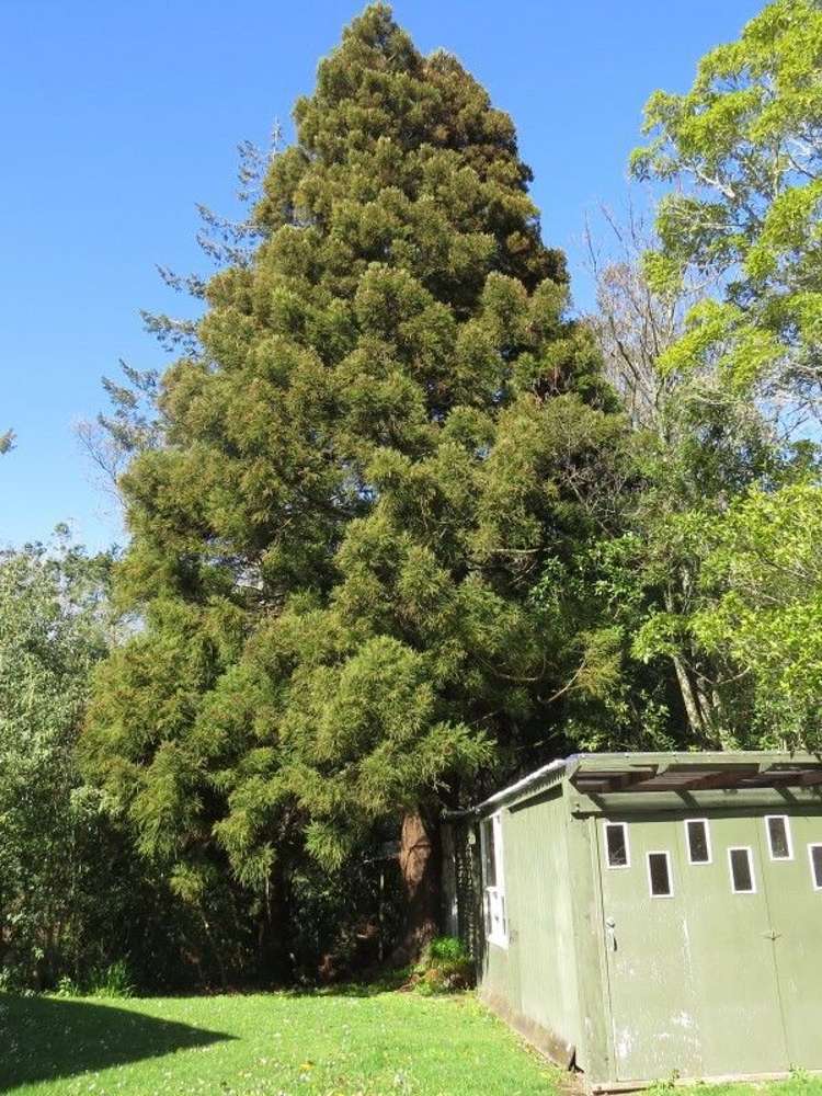 59b Wakeman Street Pahiatua_15