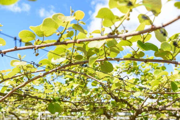 60 and 66 Swamp Road Riwaka Tasman Rural Property For Sale One Roof