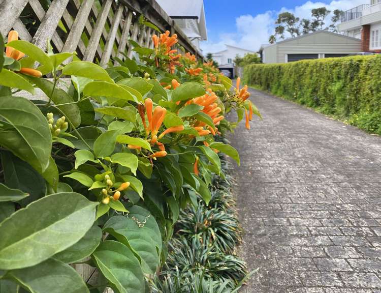 81b Western Springs Road Morningside_1