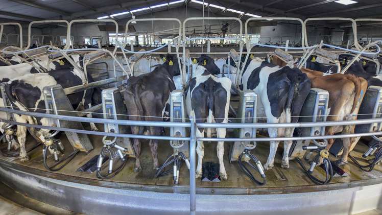 500 Willowford Road Waiwhare_23