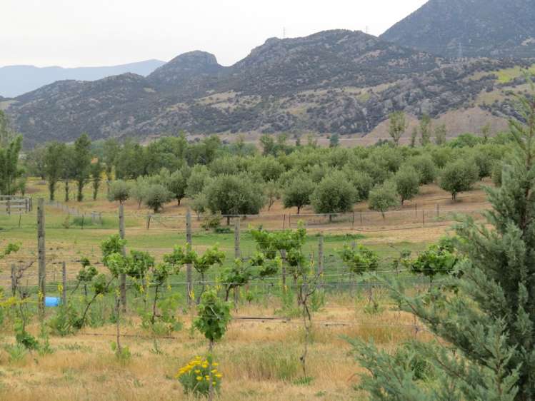 1180 Luggate - Cromwell Road Cromwell_2