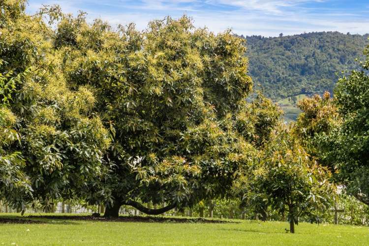 241 Rea Road Hauraki Surrounds_24