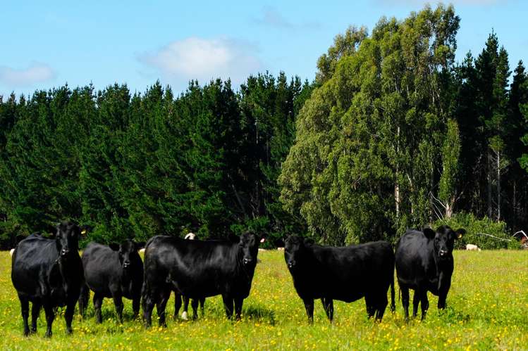 125 Tomogalak Road Ardlussa_9