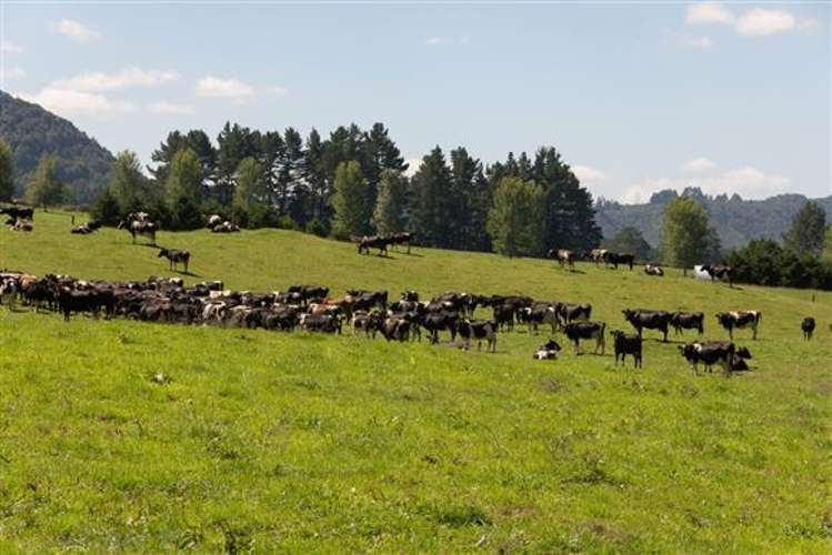 Apirana Road Horohoro_9