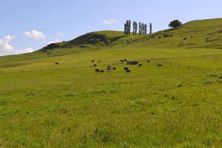 600 Island Stream Road Five Forks and Surrounds_11