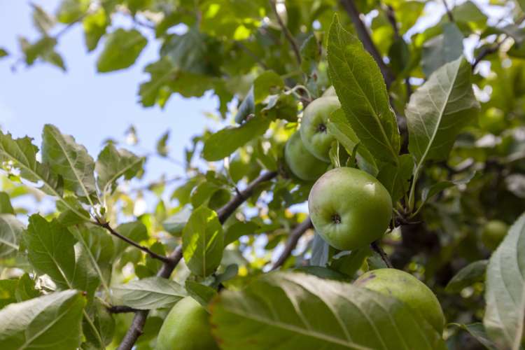 19 Dale Road Raumati South_12