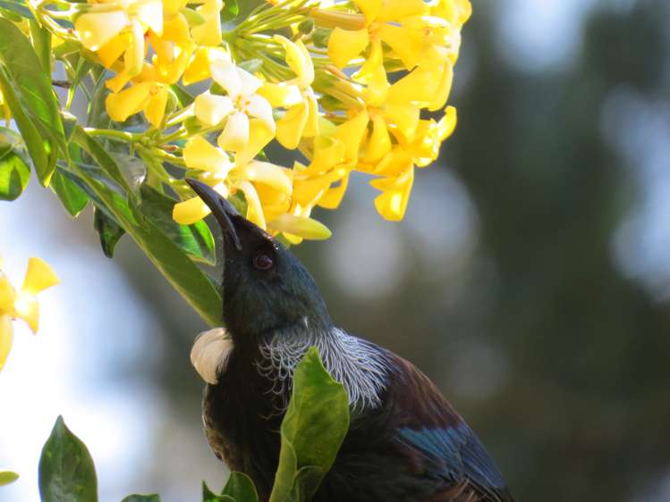 34b Jess Road Whakamarama_25