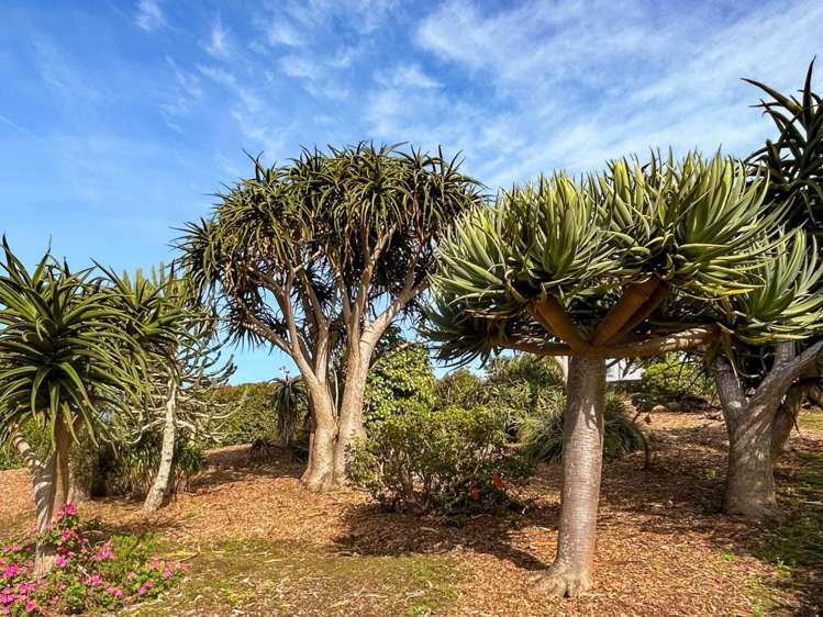 810 Upper Queen Street Pukekohe_29