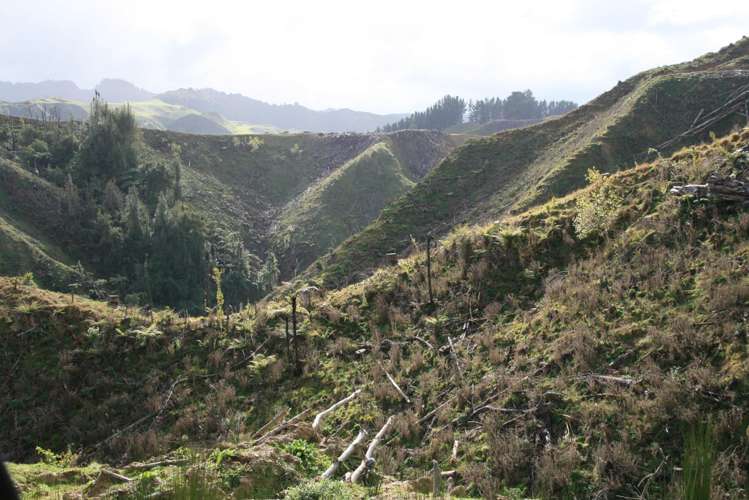 0n Makakaho Road Ngamatapouri_4