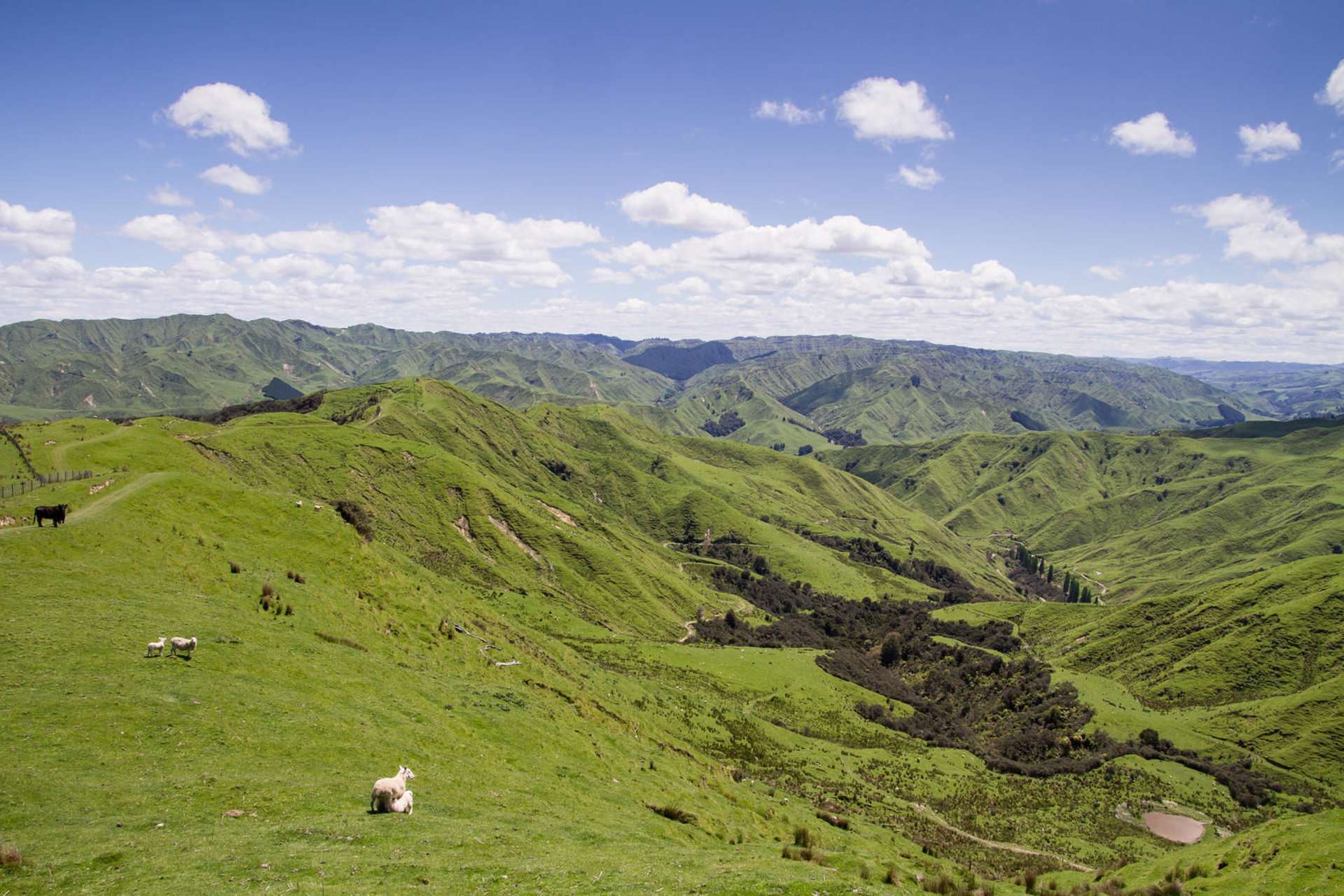 4064 State Highway 4 Kakatahi_0
