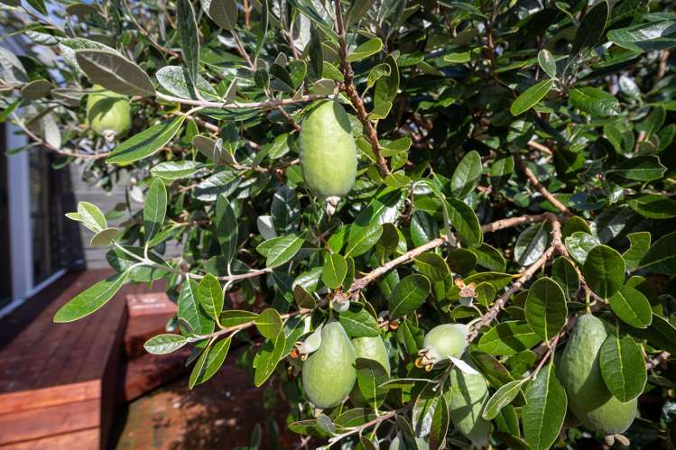 192 California Drive Totara Park_21