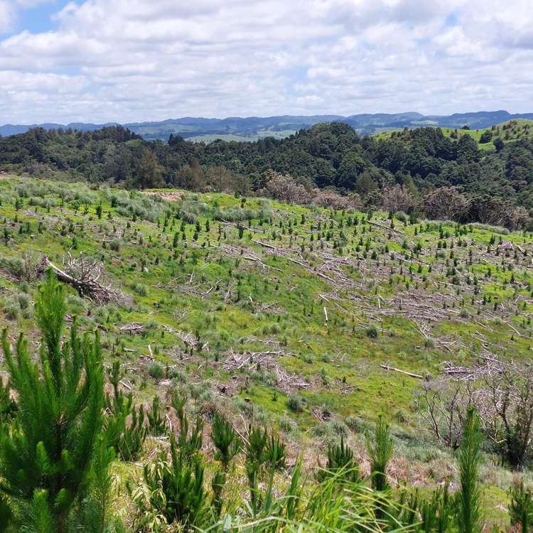 Lot 7/49 Kamea Place Maungaturoto_15