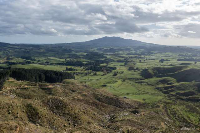 Pond Road Raglan_4