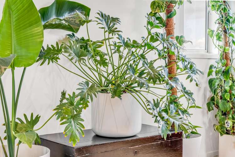 4 Gibson Place Mellons Bay_24