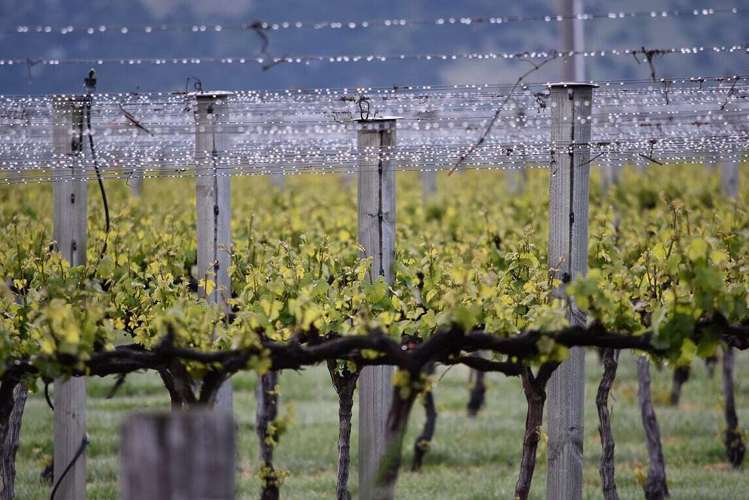 Ata Mara, 1427 Luggate-Cromwell Road and 67G Rush Lane Mount Pisa_9