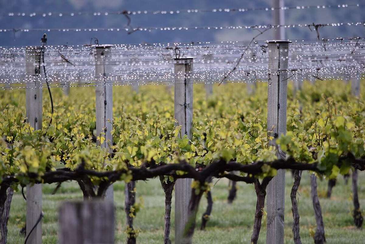 Ata Mara, 1427 Luggate-Cromwell Road and 67G Rush Lane_5