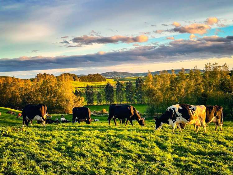 318 Waipango Ermedale Road Gummies Bush_11