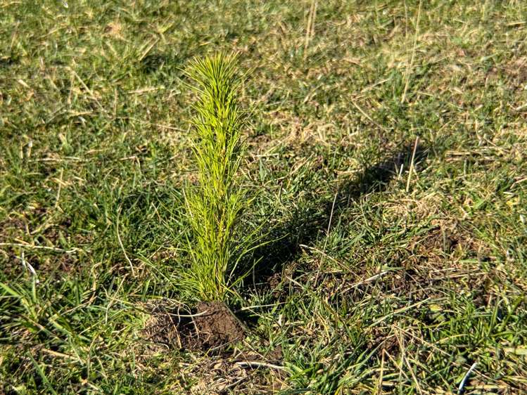 Hole and Corner Road Ferndale_15