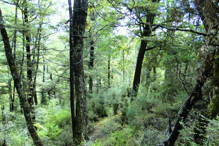 Tadmor-Glenhope Road Tasman_14