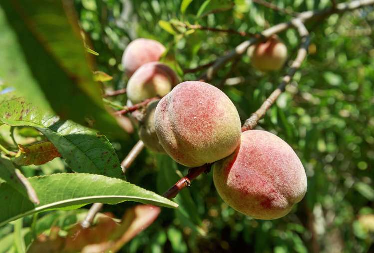 18 Rossiter Street Tawa_16