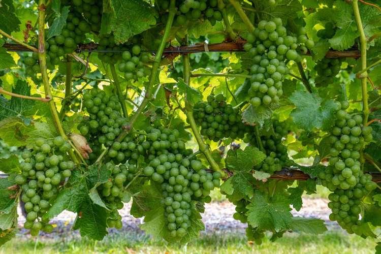 92 Lower Wairau Road Grovetown_6