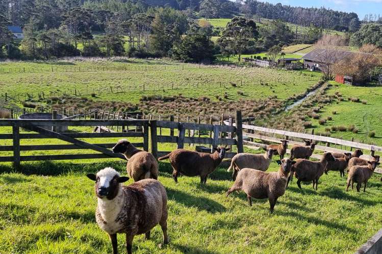 384 Pine Valley Road Dairy Flat_40