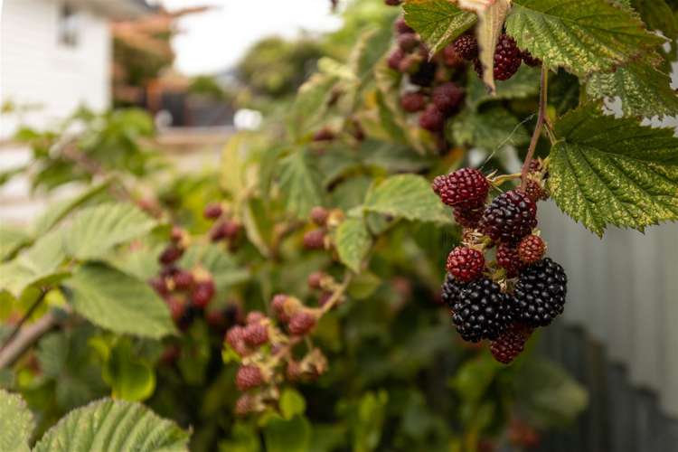 95 Howick Road Redwoodtown_26