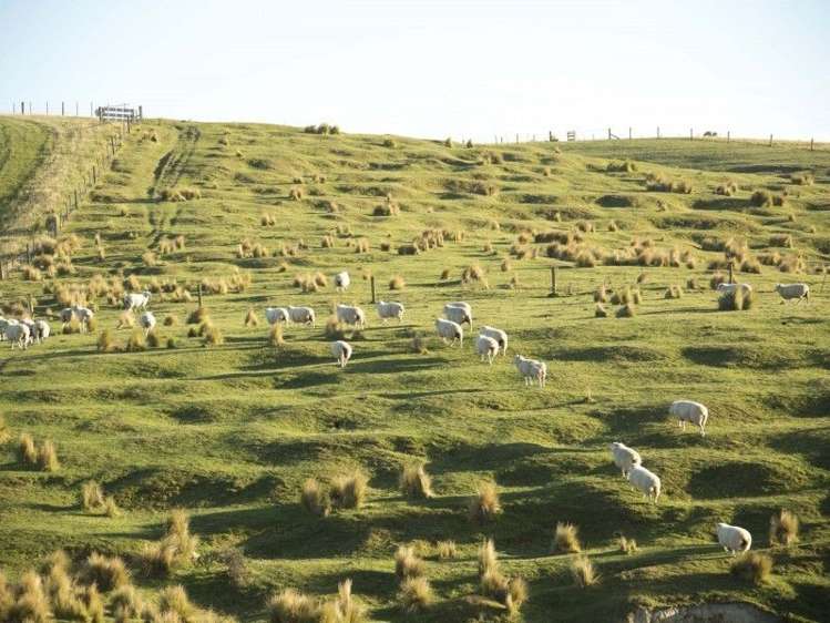 126 Mcphersons Road Taiko_15