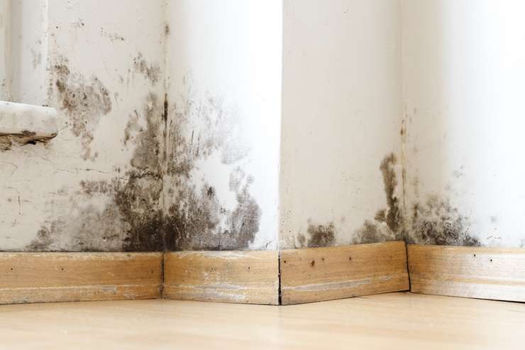 There's been a huge spike in demand for Healthy Homes-related work this year. Photo / Fiona Goodall