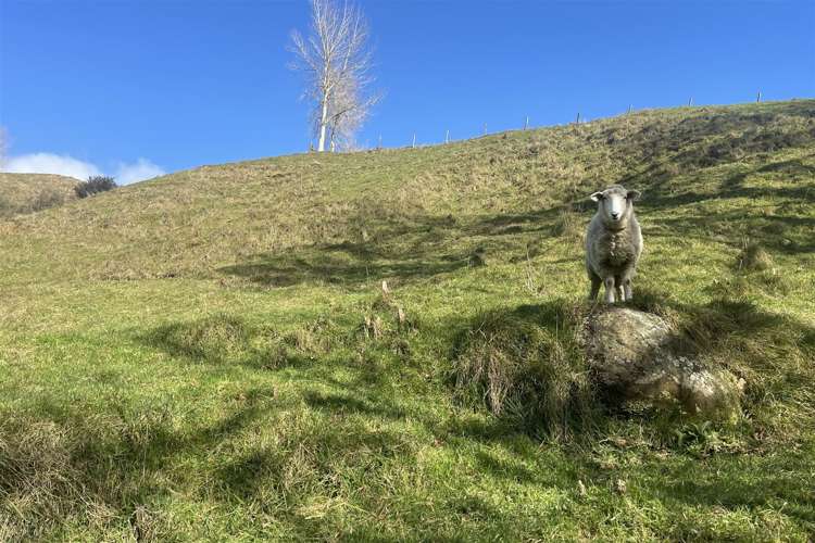 346 Tauraroa Valley Road Maihiihi_29