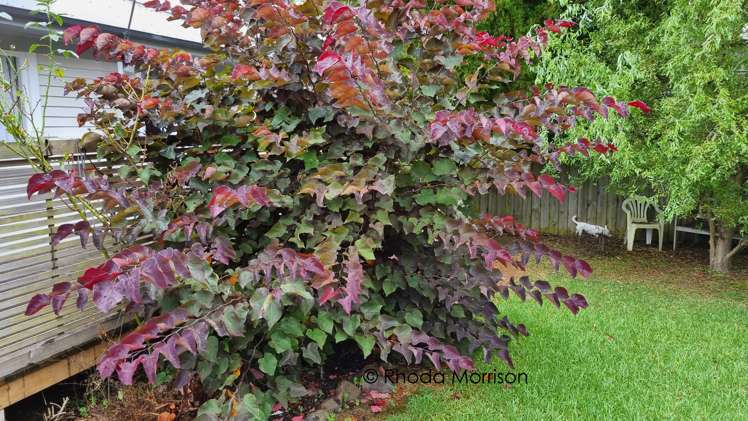 45 Gorge Road Maungaturoto_31