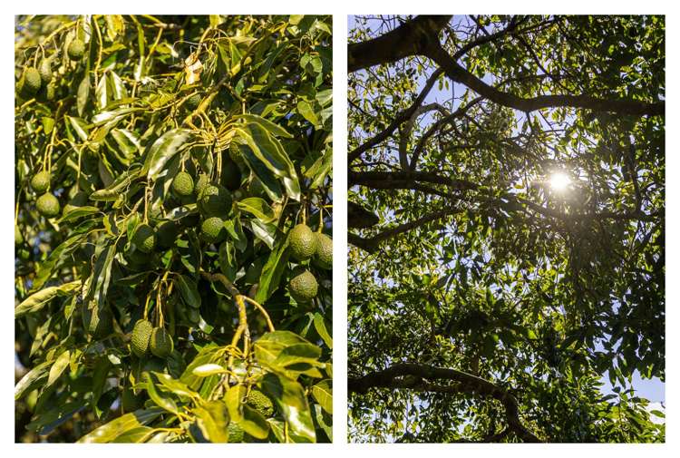 2529 State Highway 2 Aongatete_26