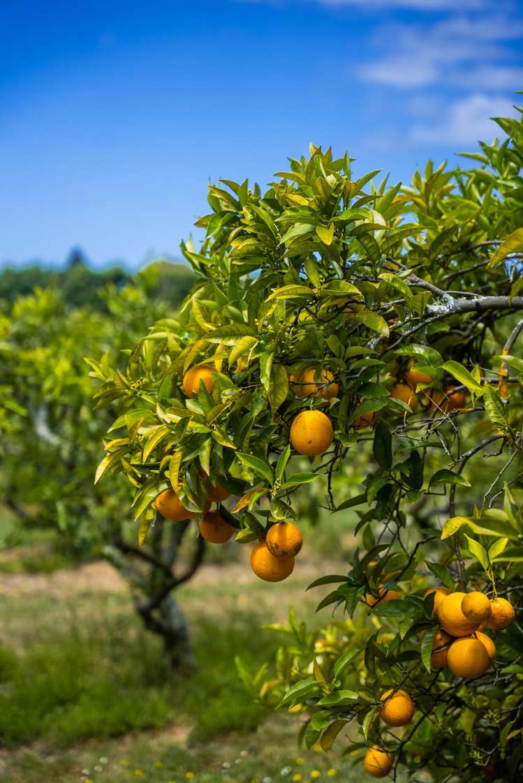 Kiwi Street Makaraka_14