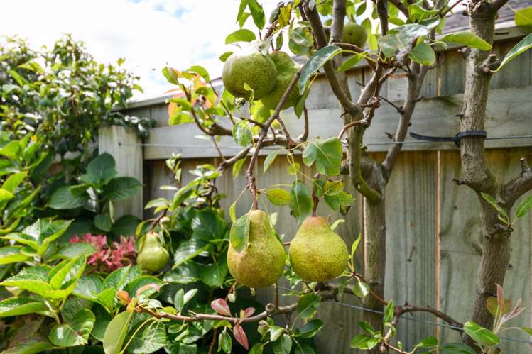 21 Shelton Place Feilding_15