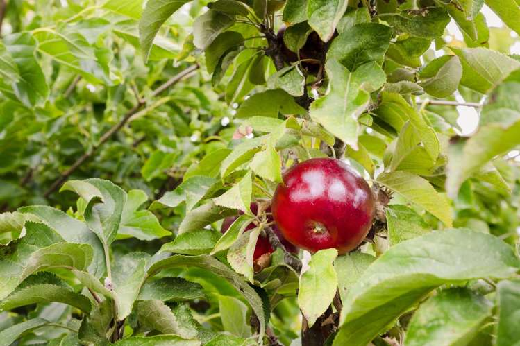 14 George Street Waimate_22