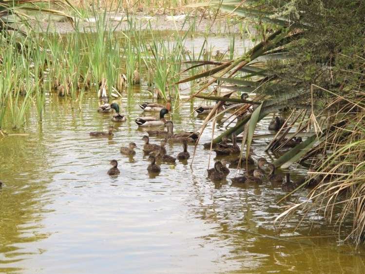 27 Cooper Road Gladstone_33