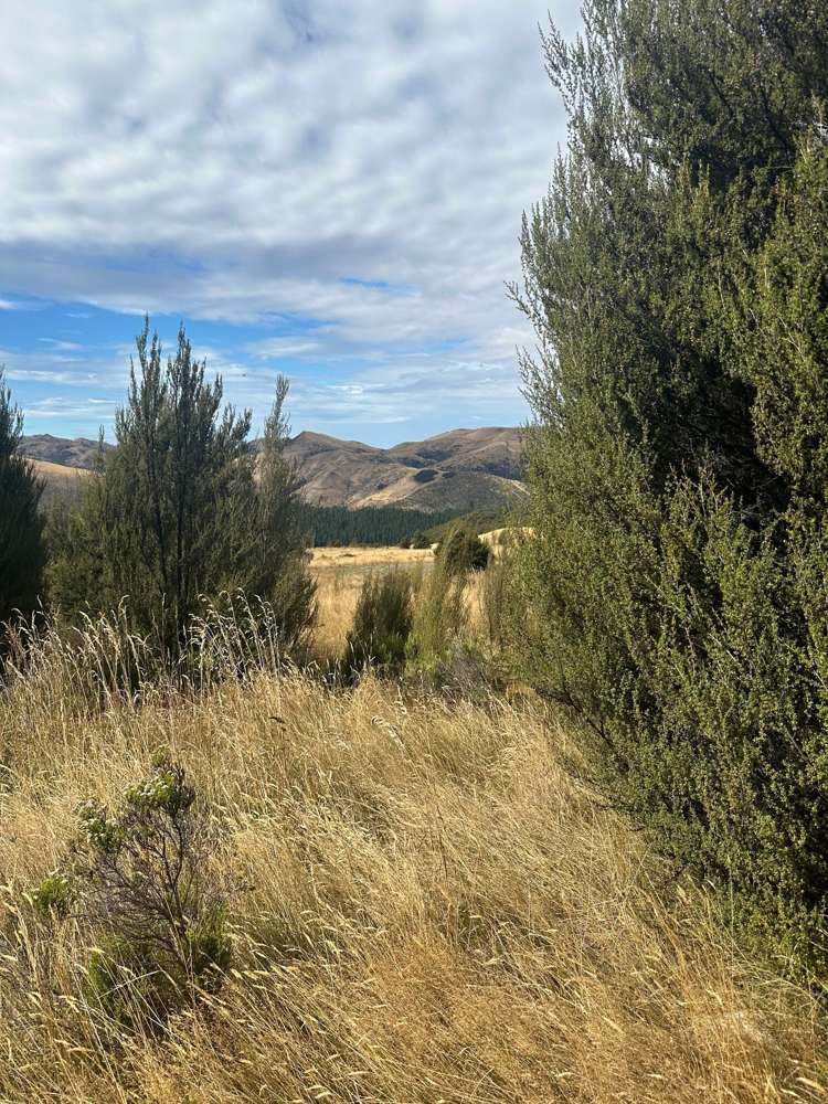 253 Mt Lyford Forest Drive Lyford_26