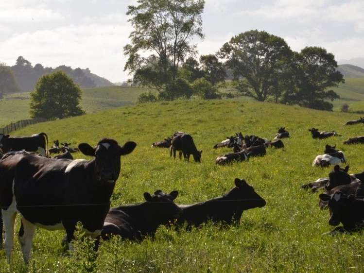 1035 Bayley Road Wharepuhunga_9