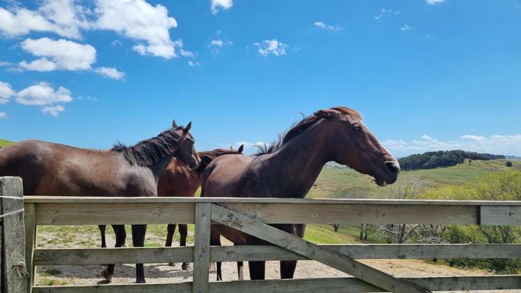 217 Underwood Road Wellsford_24