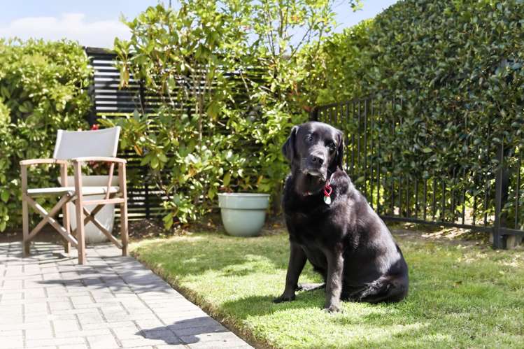 55 Chateau Crescent Rangatira Park_4