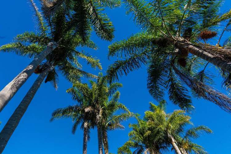 47 Bruntwood Drive Whakamarama_23