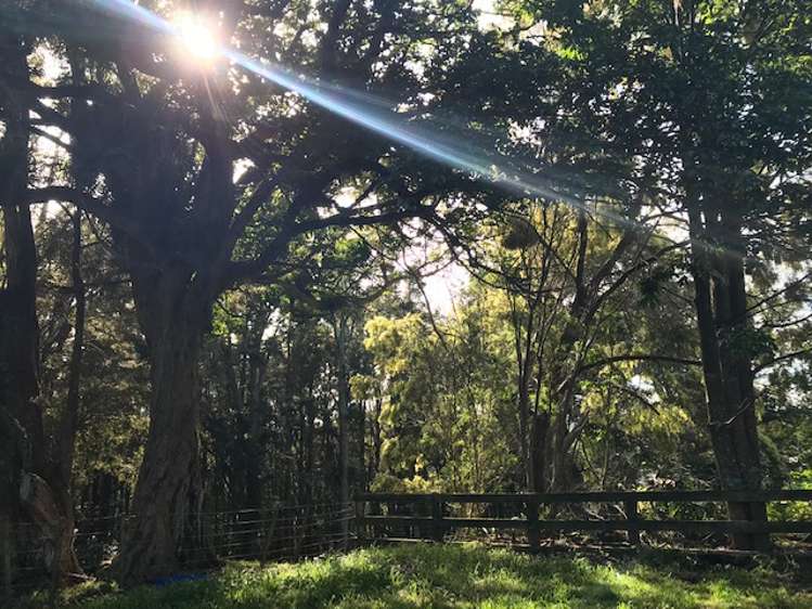 397a Hupara Road Pakaraka_16