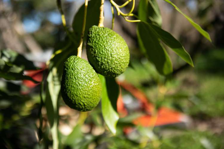 229 Athenree Road Athenree_5