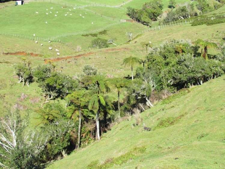 937 Whakamarama Road Whakamarama_15