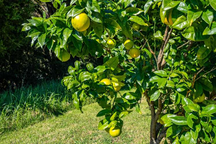 373 Fern Flat Road Peria_21