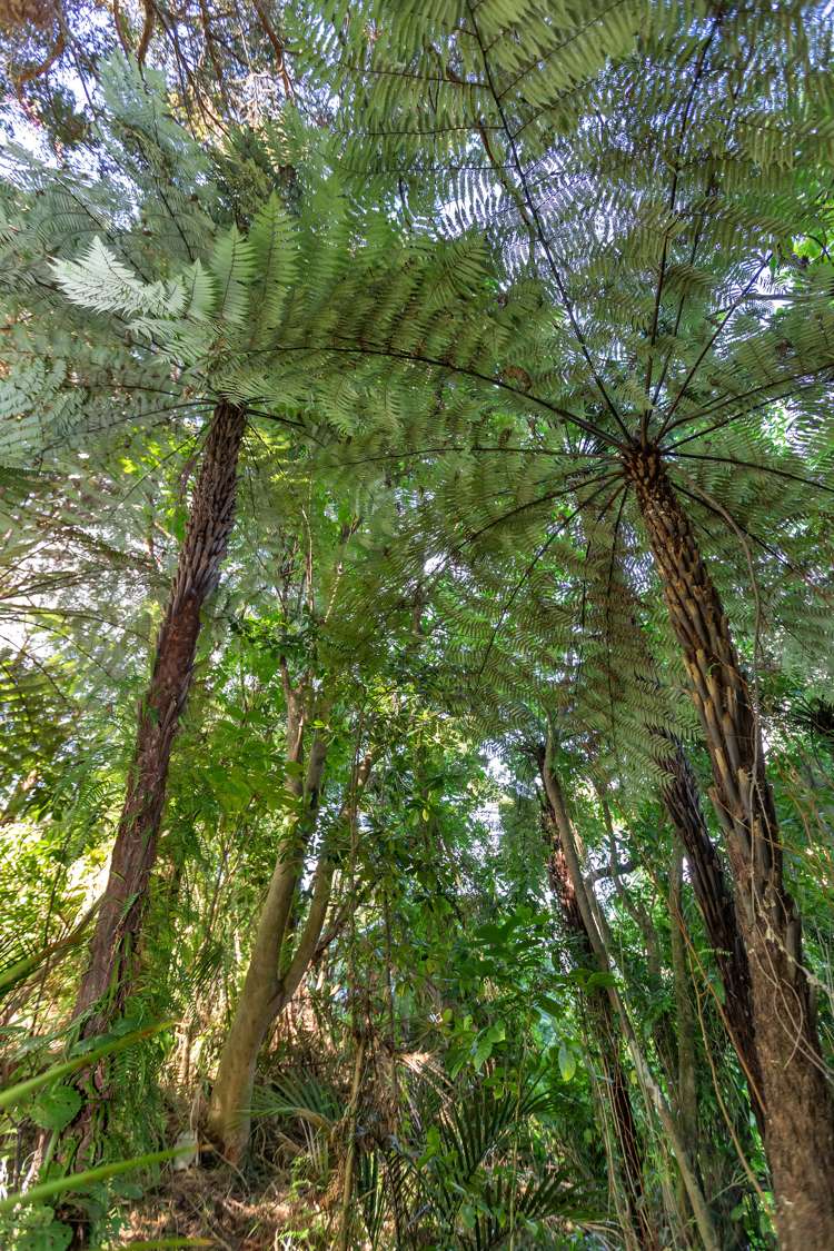 48 Scott Road Tamaterau_16