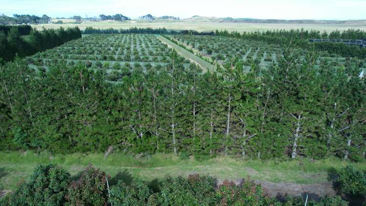 65 Elingamite Drive Pukenui_10