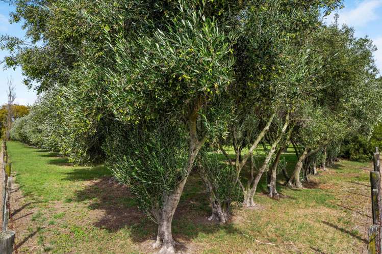 447 Wairau Bar Road Spring Creek_35